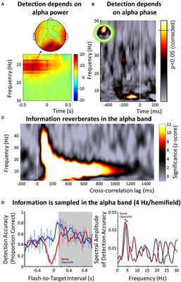 Oscillatory Mechanisms of Stimulus Processing and Selection in the Visual and Auditory Systems: State-of-the-Art, Speculations and Suggestions